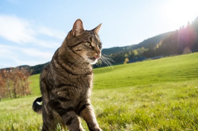 110+ Danish Cat Names For Both Male And Female Your Feline Friends