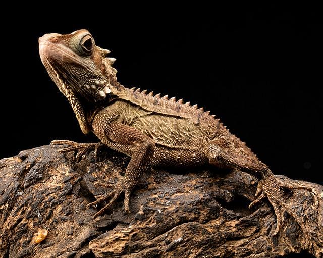 80+ Famous Lizard Names That Will Fits Your Pet Lizards