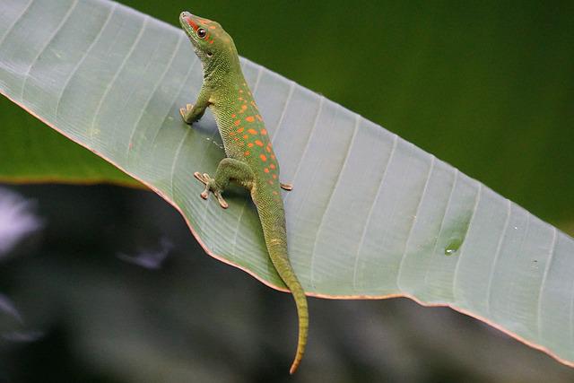 60+ Green Lizard Names – Best Name Ideas For Your Green Reptiles