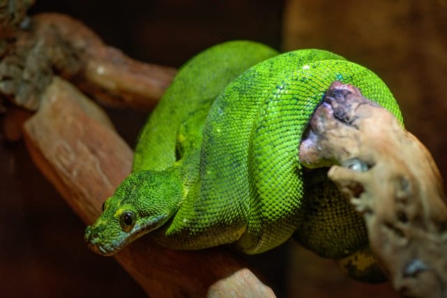 60+ Green Snake Names To Inspire You Naming Your Green Pet Snakes