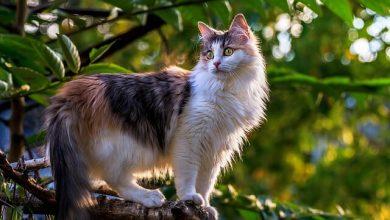 120+ Hungarian Cat Names With Meanings For Your Furry Feline Friend