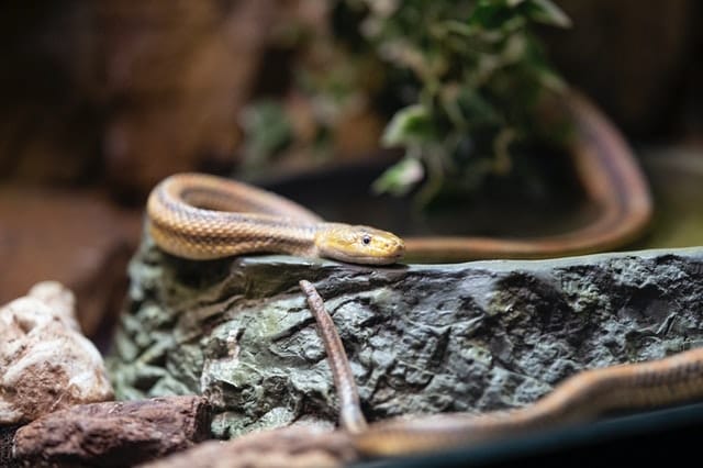 190+ Latin Snake Names And Meanings For Your Sleek Pet Snake