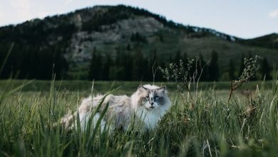 100 Best Mountain Cat Names For Both Male And Female Kittens