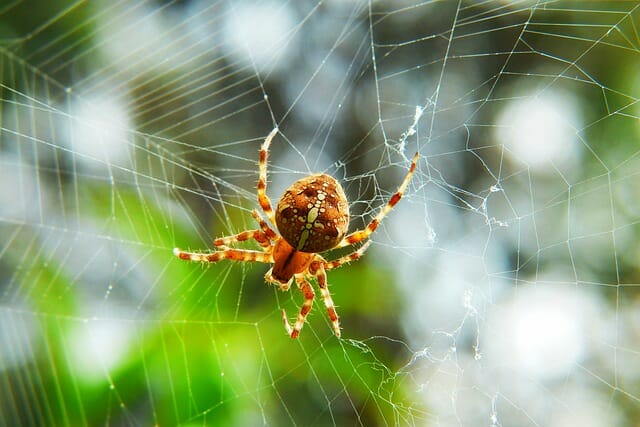 30+ Adorable Names Meaning Spider From All Over The World