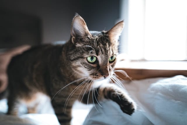 320+ Scandinavian Cat Names – Best Name Ideas For Your Feline Friends