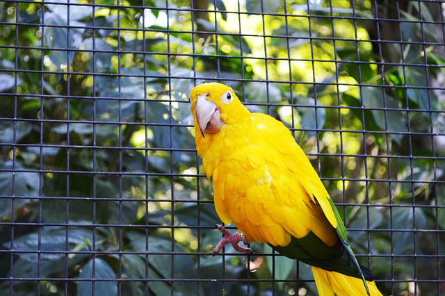 90+ Yellow Parakeet Names: Creative name Ideas for Your Pet Parakeet