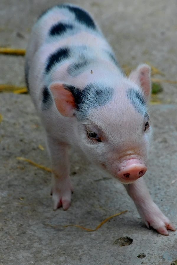 Answered: Are Mini Pigs Better Than Dogs as Pets