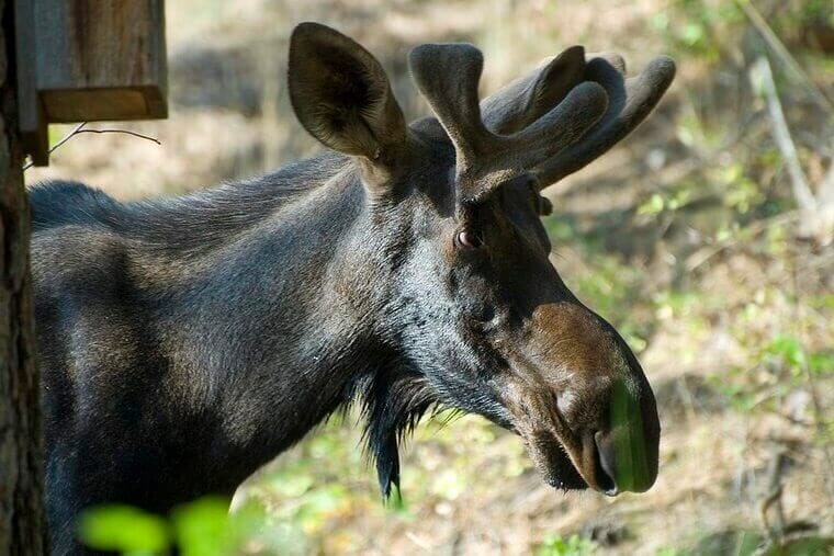 Moose Names: Over 80 Good and Famous Names For a Moose