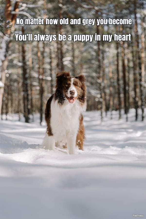 10+ Heartwarming Senior Dog Quotes to Melt Your Heart