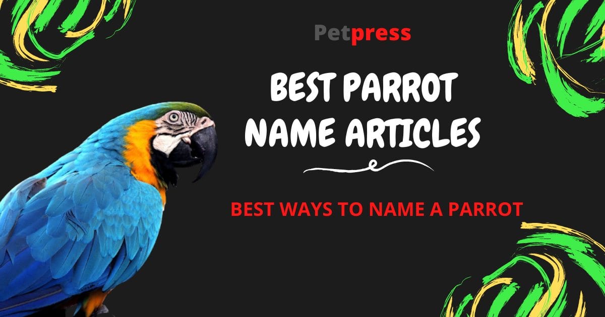 Top Parrot Name Articles – Best Ways To Name A Parrot