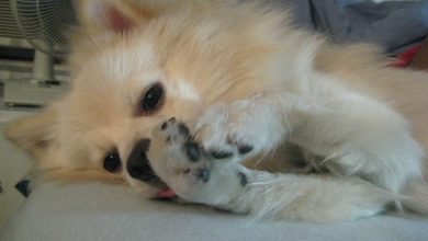 Why Do Dogs Lick Their Paws? 6 Reasons Behind This Behaviour