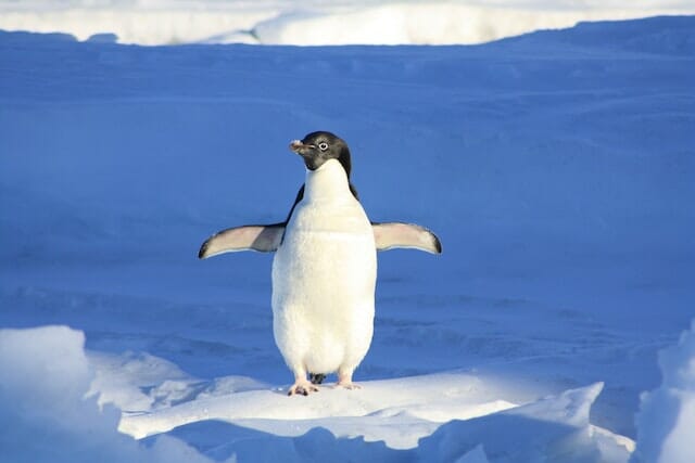 10+ Interesting Penguin Facts That You Should Know