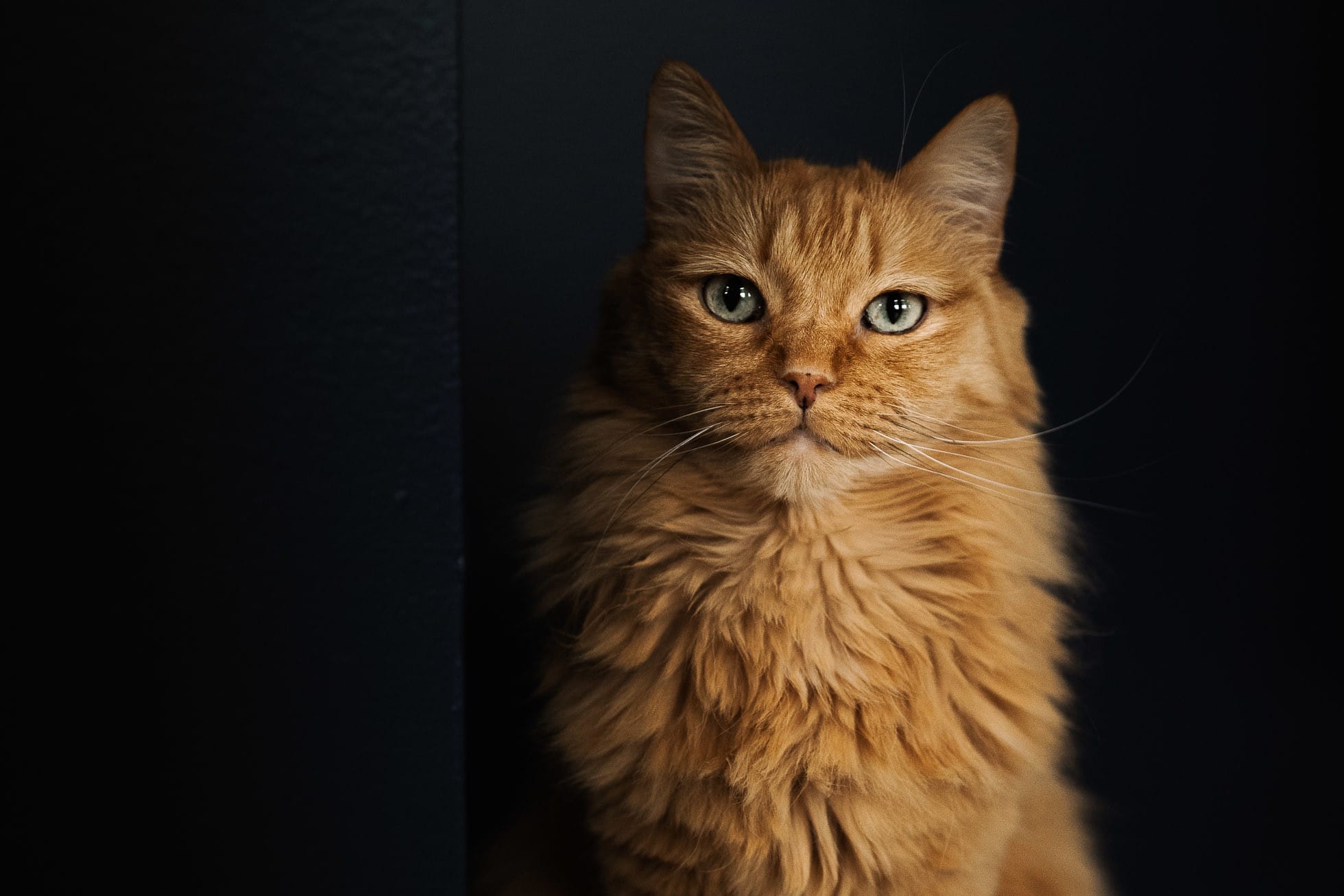 10 Orange Cat Breeds: A List of the Cutest And Friendly Orange Cats