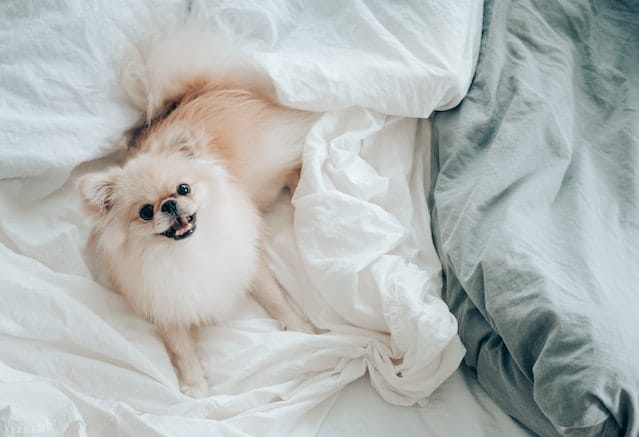 Answered: Can I Use My Weighted Blanket With My Pet?