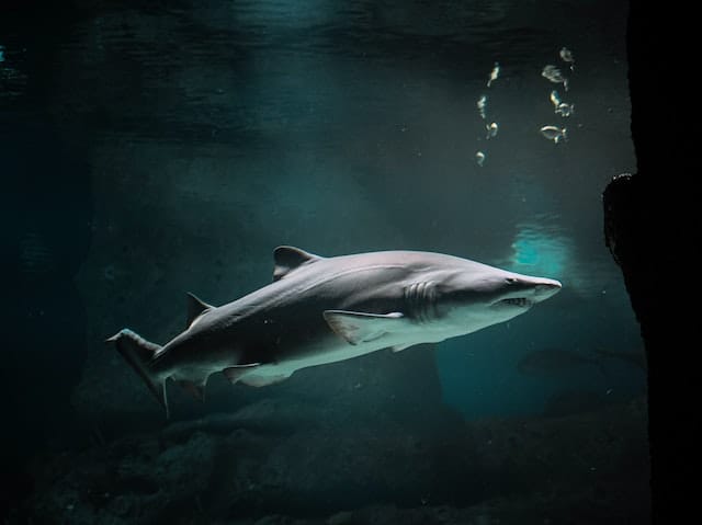 Buy a Pet Shark: Exploring the Pros and Cons of Owning a Shark