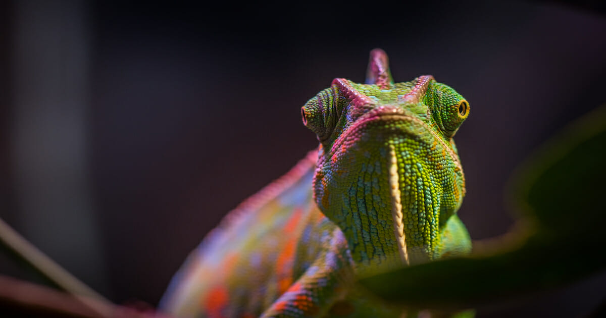 550+ Best Chameleon Names – Best Ways To Name Your Pet Chameleon