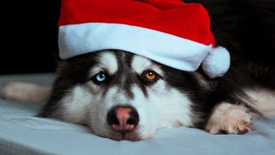 Cutest Dogs With Christmas Hats To Brighten Up Your Holidays