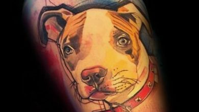25 Pitbull Tattoo Ideas for Men and Women