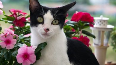 260+ Best Plant Inspired Cat Names – Unique Cat Name Ideas