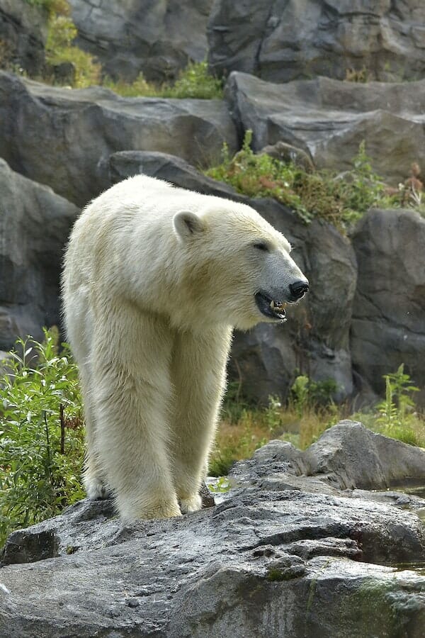 Explore 10+ Interesting Polar Bear Facts And Their Threats