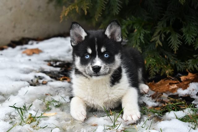 What is a Pomsky? An Adorable Crossbreed That Everyone Loves