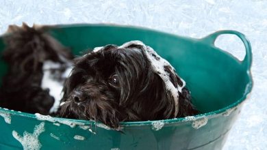 10+ Reasons to Use Organic Pet Shampoo on Your Dog