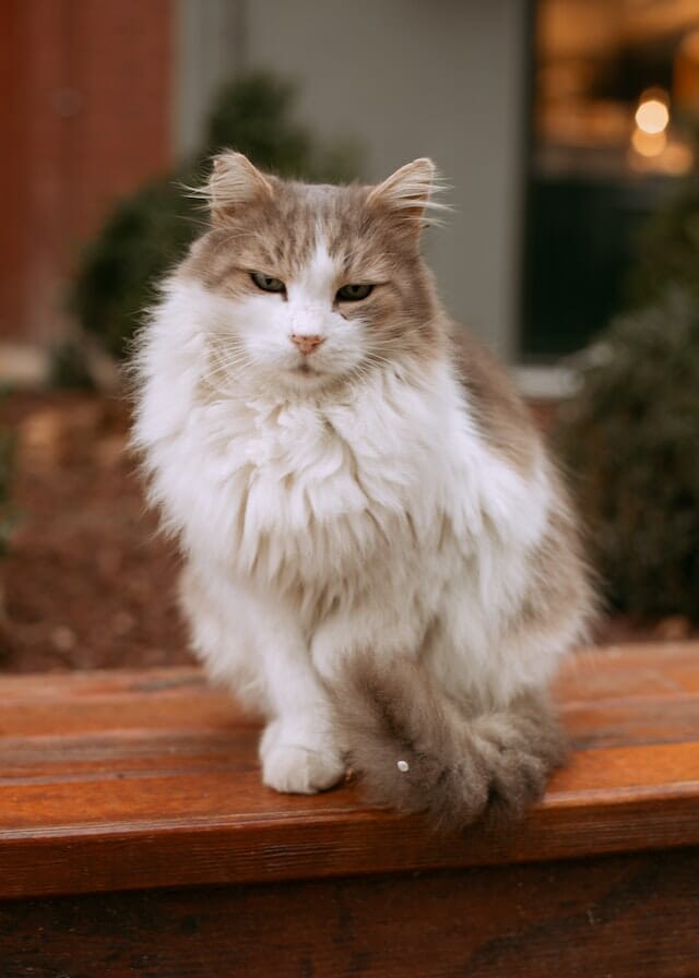 What is a Ragamuffin Cat? Your Ultimate Guide to Feline Royalty