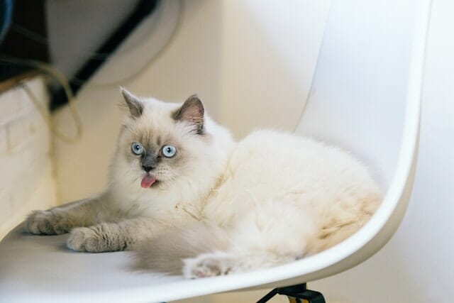 What Is a Ragdoll Cat? A Guide to This Enchanting Cat Companion
