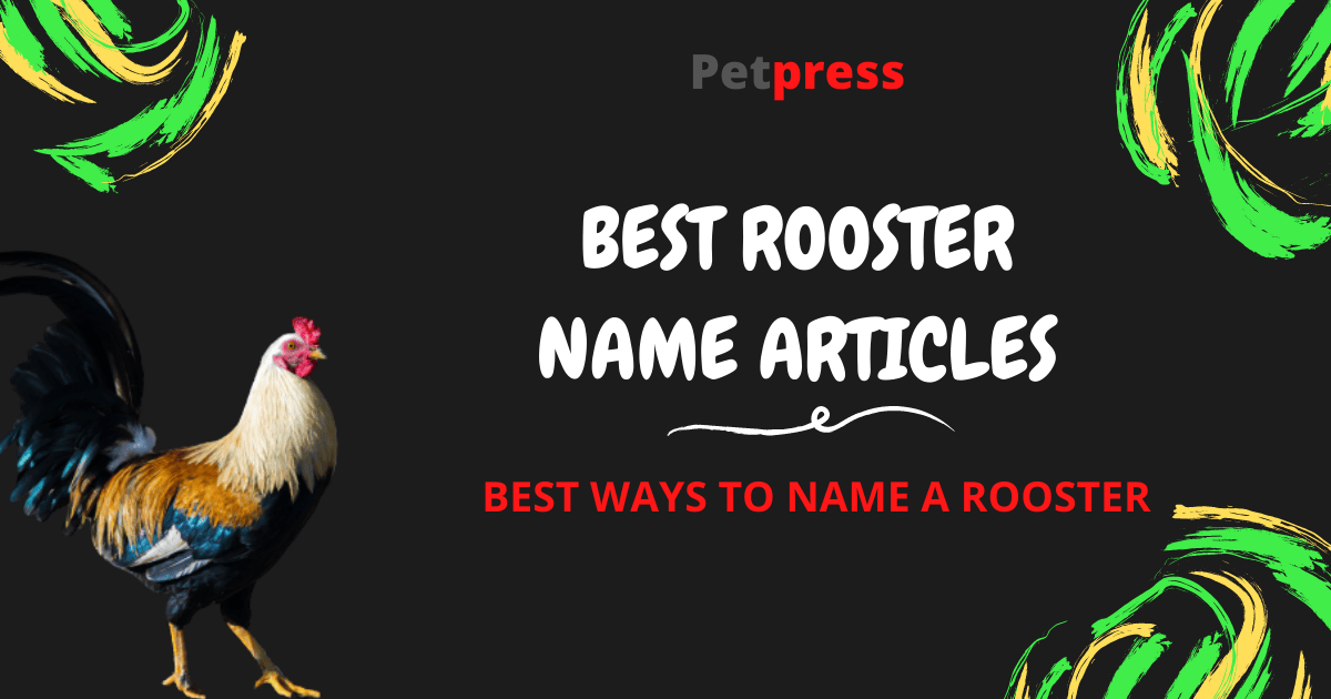 Best Ways To Name Your Rooster – Top Name Articles For A Rooster