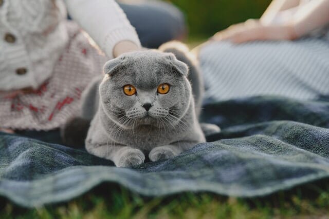 What is a Russian Blue Cat? The Elegance of Russian Blue Cats