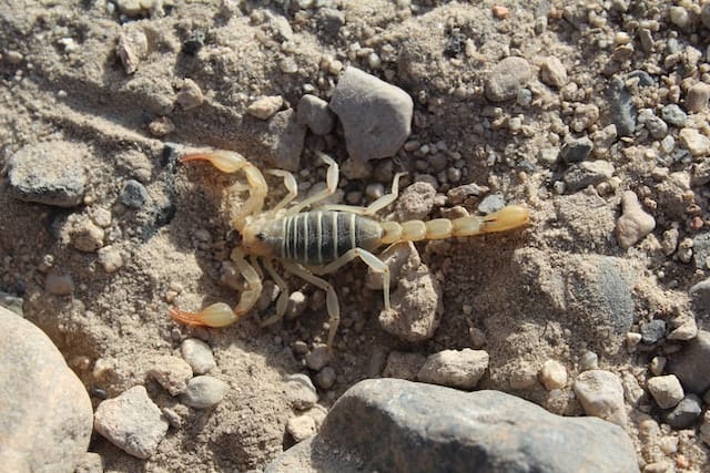 10+ Interesting Scorpion Facts That You Probably Didn’t Know