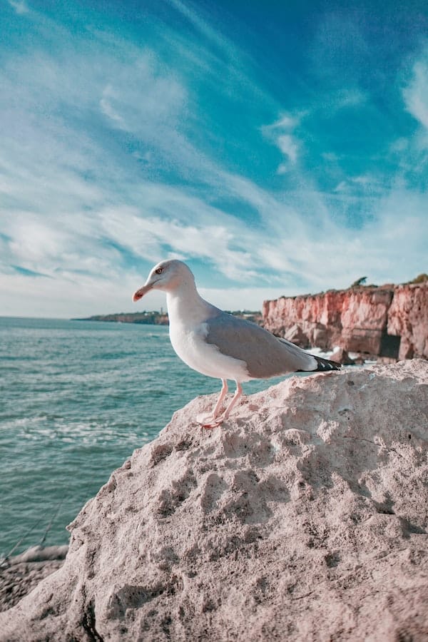 Exploring the World of Seagulls: 10+ Interesting Seagull Facts