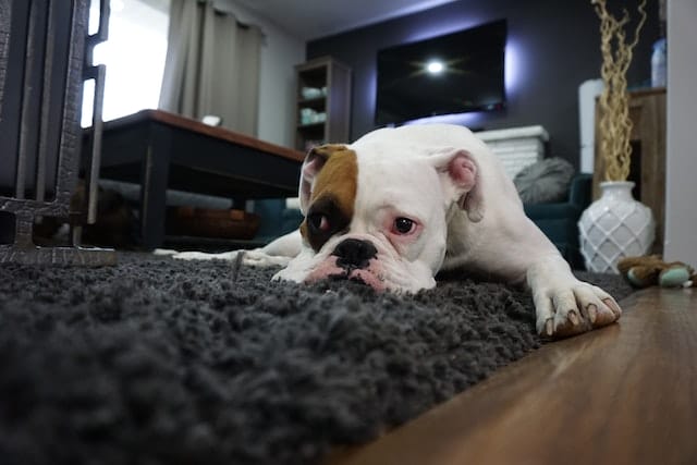 Understanding: 4 Causes Senior Dog Separation Anxiety