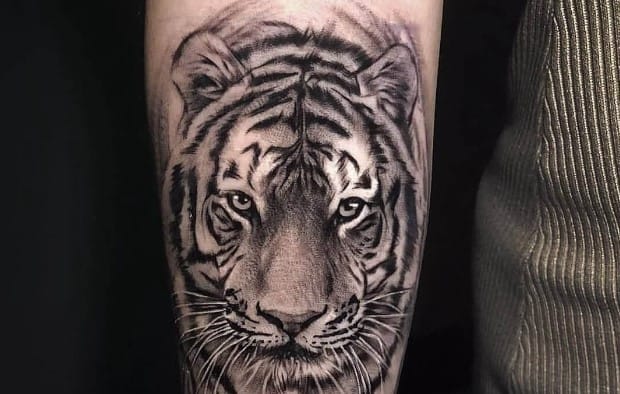 12+ Best Siberian Tiger Tattoo Designs