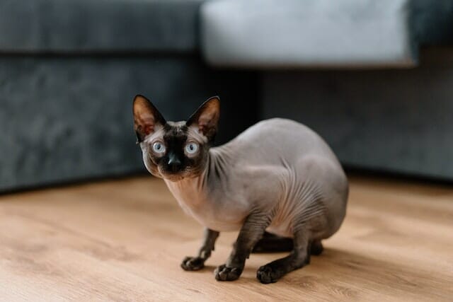 What is a Sphynx Cat? A Fascinating Look into the Hairless Cats