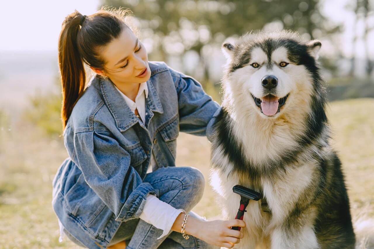 7 Summer Grooming Tips For Dogs To Make Them Cool & Fresh