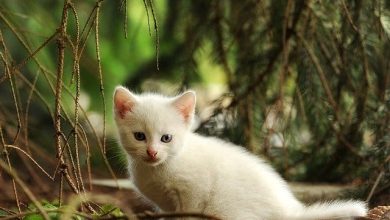 130+ Best And Unique Swahili Cat Names With Meanings