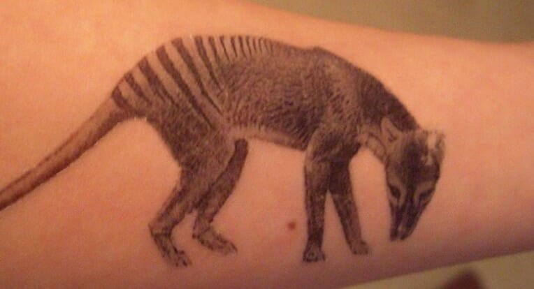10+ Best Tasmanian Tiger Tattoo Designs