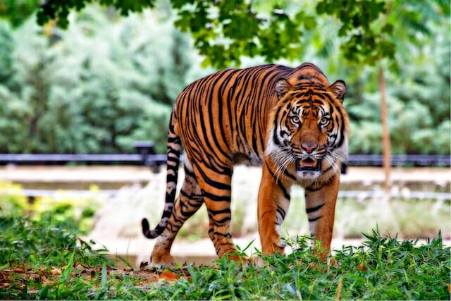 10+ Interesting Tiger Facts That You Probably Didn’t Know