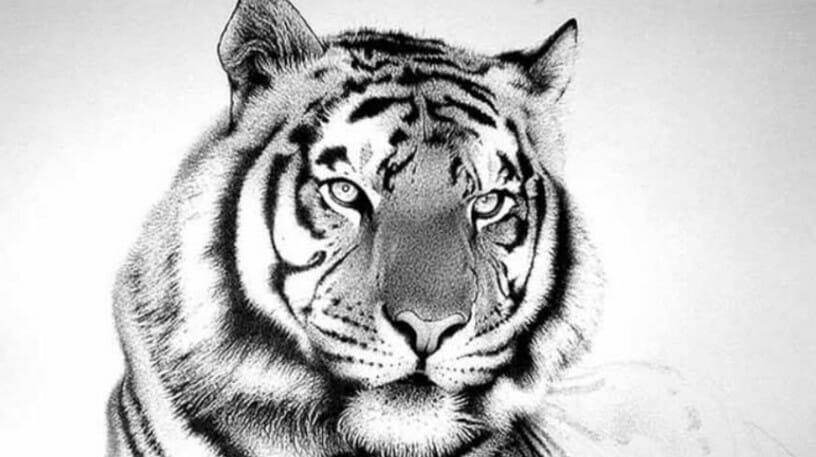 12+ Top Tiger Tattoo Drawings of 2022