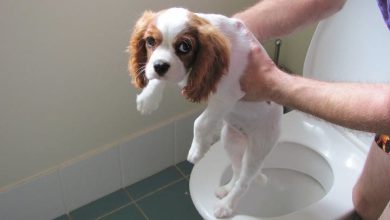 How to Toilet Train a Puppy in 7 Days: Step by Step Guide