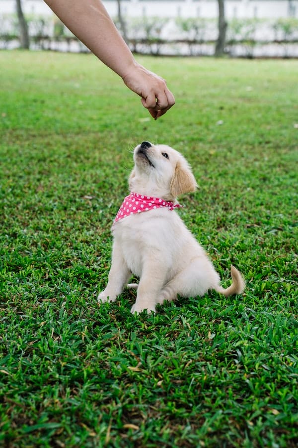 Complete Guides: 9 Tips on How to Train a Golden Retriever Puppy