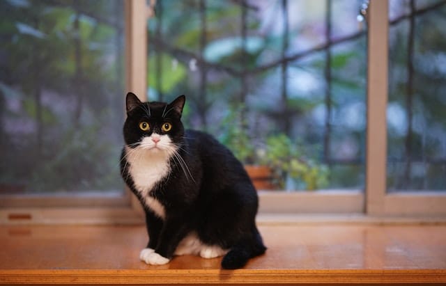 Tuxedo Cat Behavior: Understanding and Managing Their Quirks