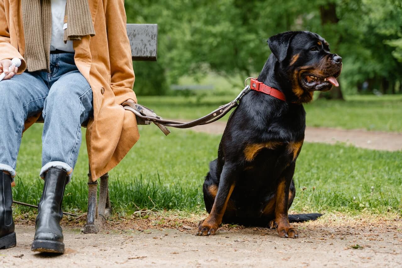 7 Different Types of Dog Leashes & How to Choose the Right One