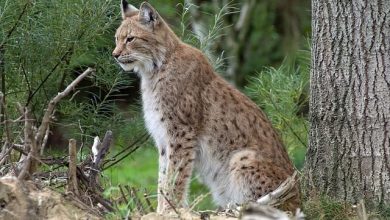 150+ Best Lynx Cat Names For Your Rare Lynx Breed Kitten