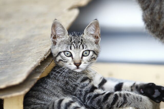 140+ Best Grey Tabby Cat Names For Your Grey Tabby Kitten