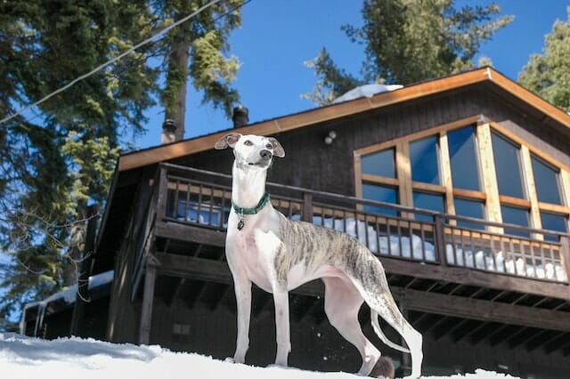 A Comprehensive Guide: 7 Common Whippet Behavior Problems