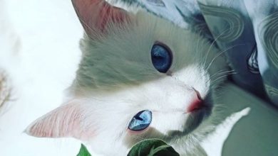 30 Best Blue Eyed Cat Names for White Cats