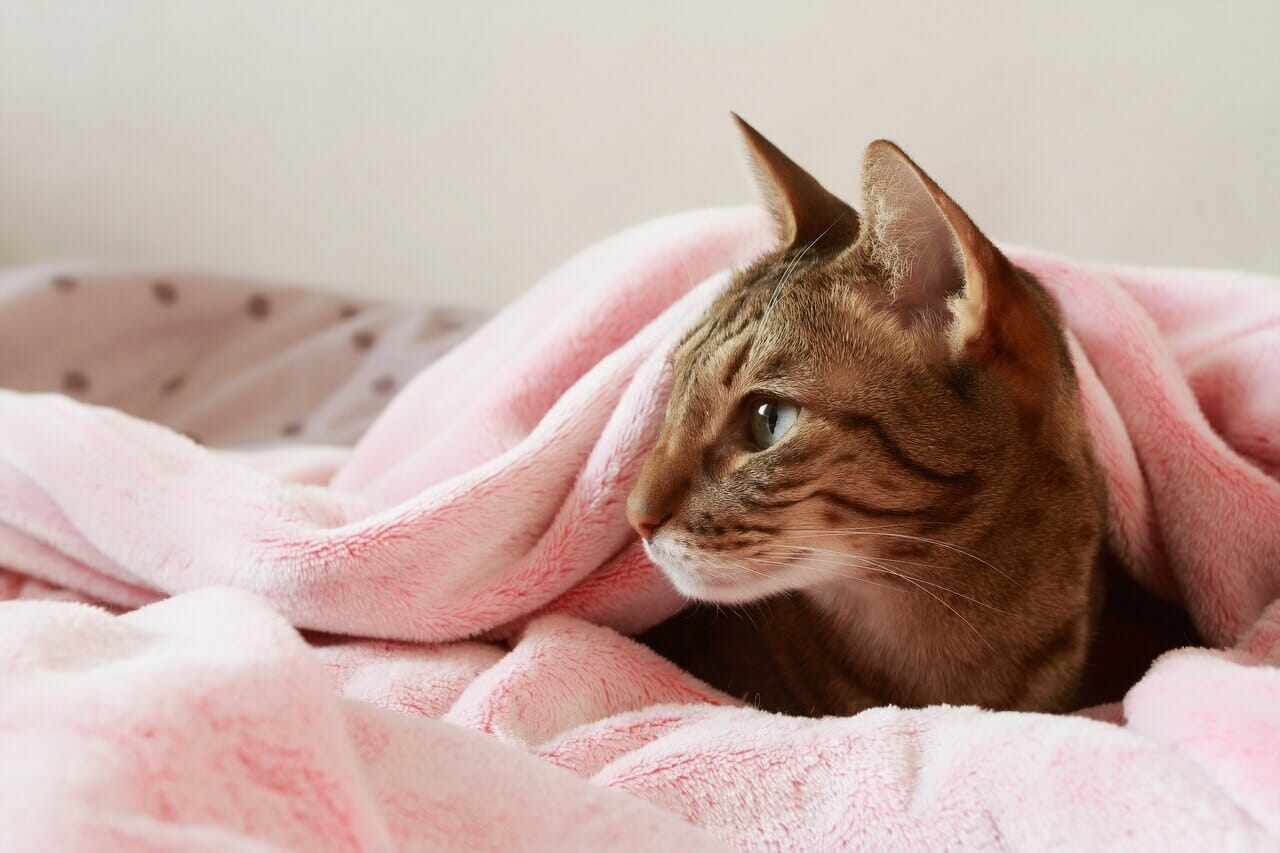Why Do Cats Burrow Under Blankets: A Purr-fect Mystery Solved