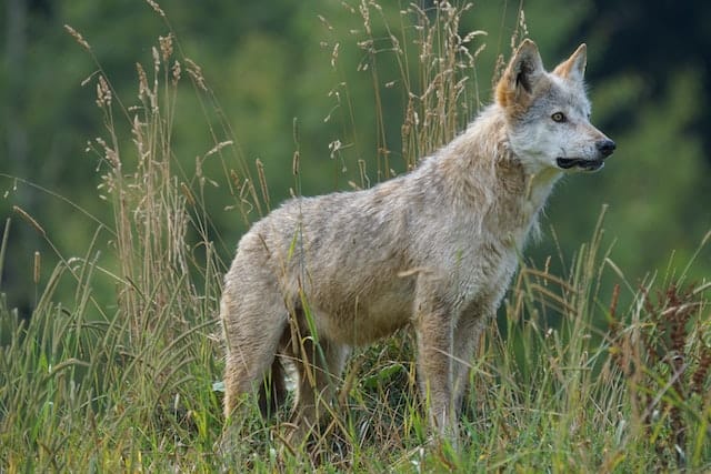10+ Interesting Wolf Facts That You Probably Didn’t Know